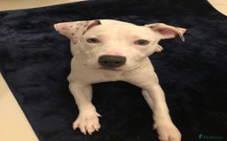 Mixed Breed dogs for sale: Gorgeous Staff boy  - Image 2