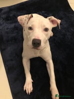 Mixed Breed dogs - Advert 1