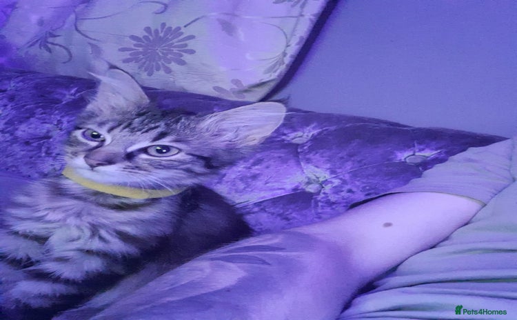 Ragdoll cats - Advert 1