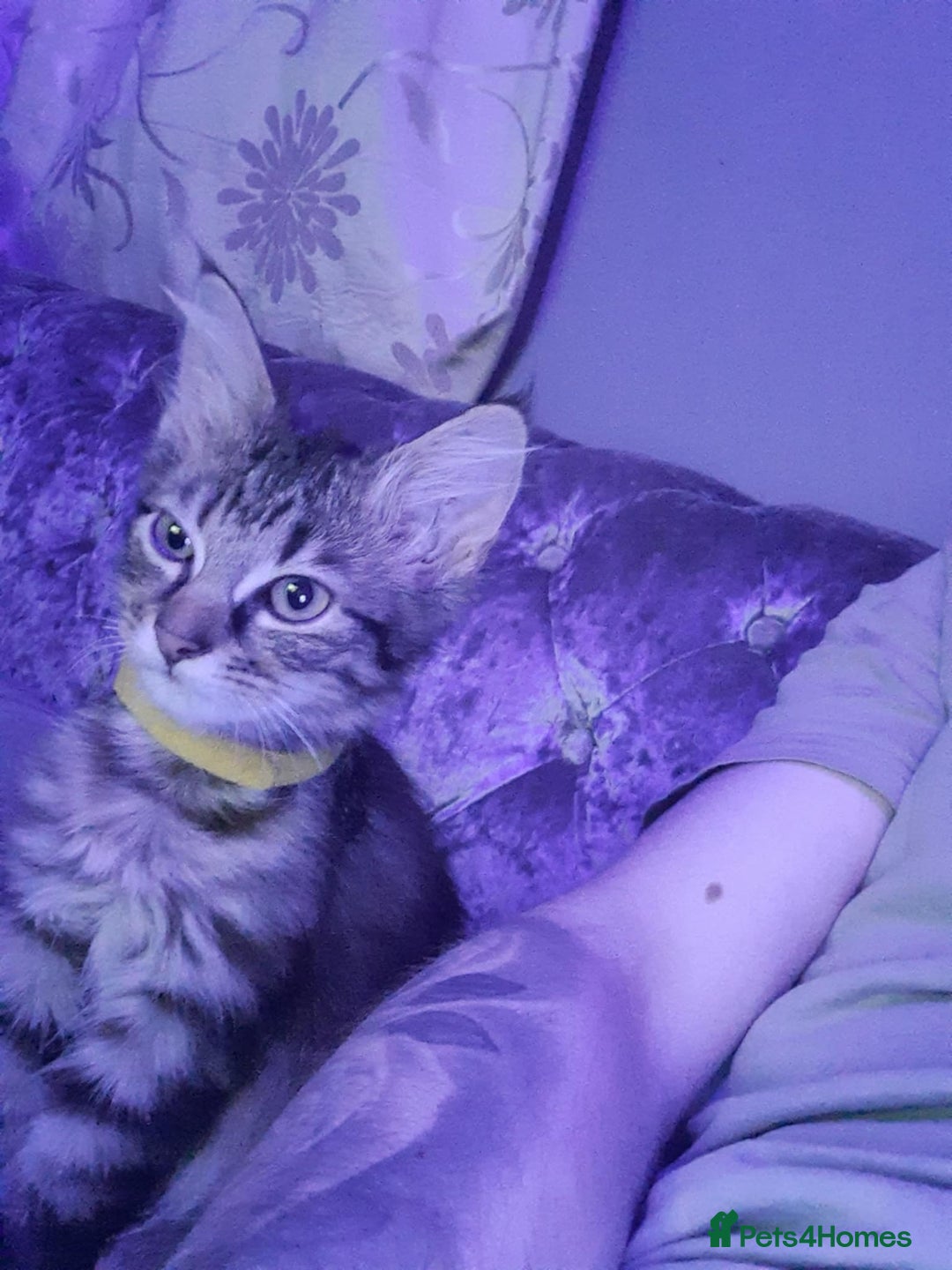 Ragdoll cats for sale: Beautiful Tabby X ragdoll kittens  - Image 1