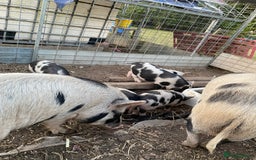 Pig livestock for sale: Micro piglets  - Image 2