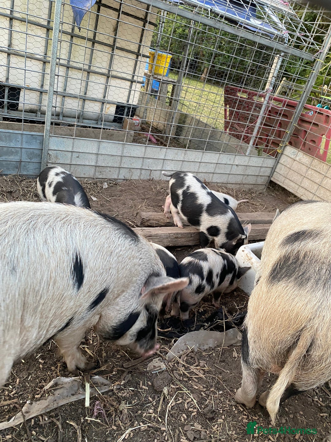 Pig livestock for sale: Micro piglets  - Image 2