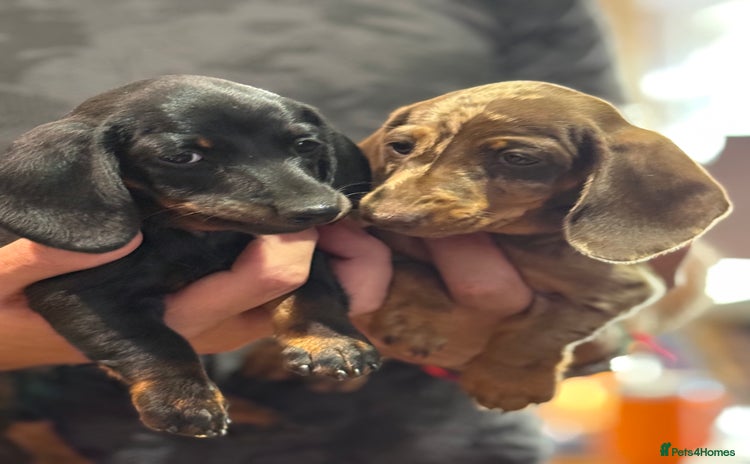 Miniature Dachshund dogs - Advert 1