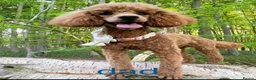 Miniature Poodle dogs for sale: Exquisite KC Registered Mini Poodles  - Advert 4
