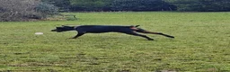Dobermann dogs for sale: A Stunning strong KC Reg Black & Tan Doberman - Advert 6