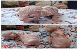 Sphynx cats for sale: Sphynx Kittens - Image 13
