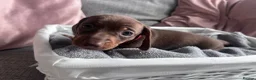 Miniature Dachshund dogs for sale: Miniature dachshunds  - Advert 13