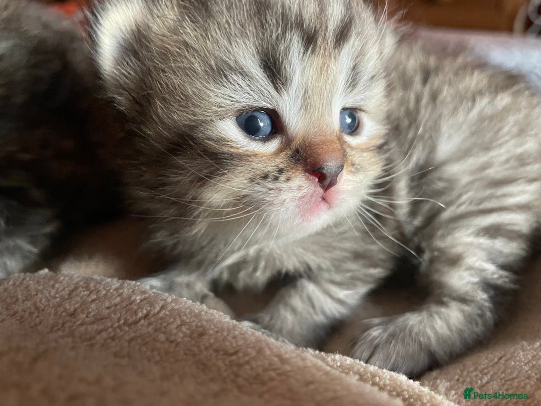 Siberian cats for sale: Ragdoll x Siberian  - Advert 12