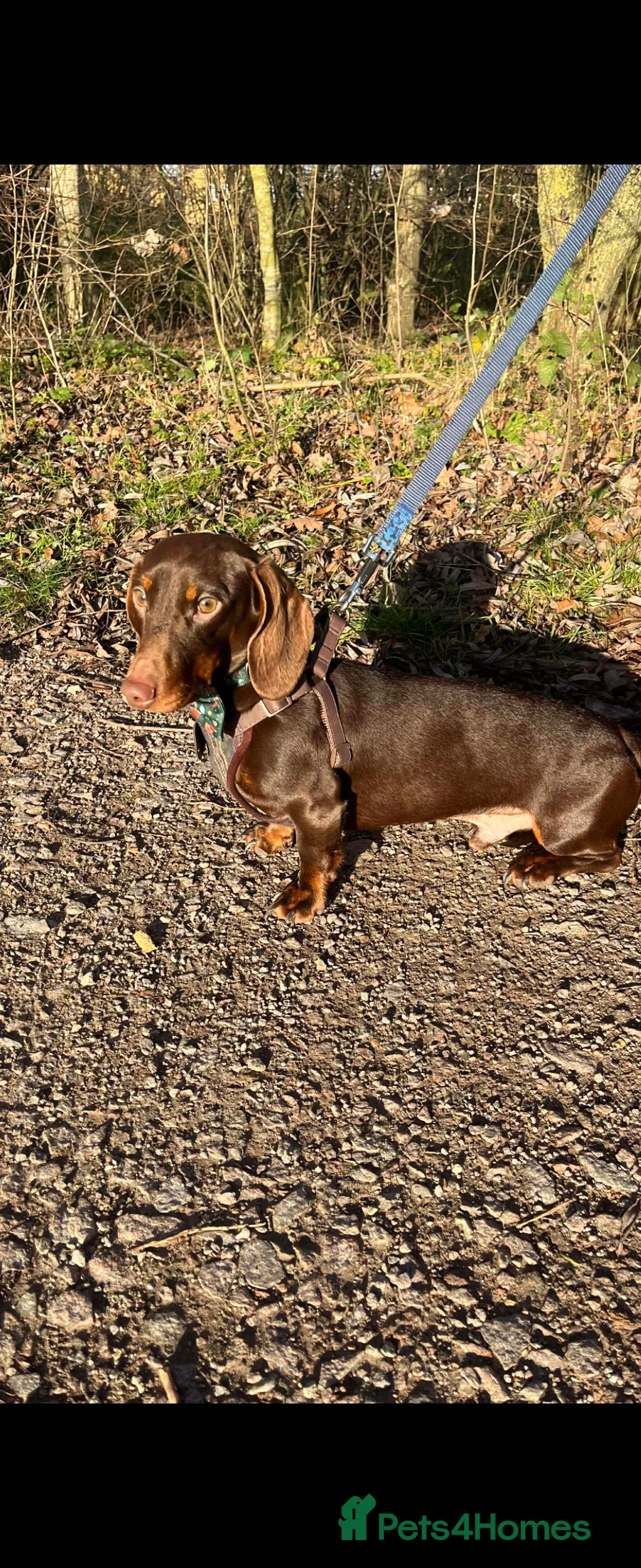 Miniature Dachshund dogs for stud: KC Reg. FullyTested, Miniature Dachshund stud - Advert 3