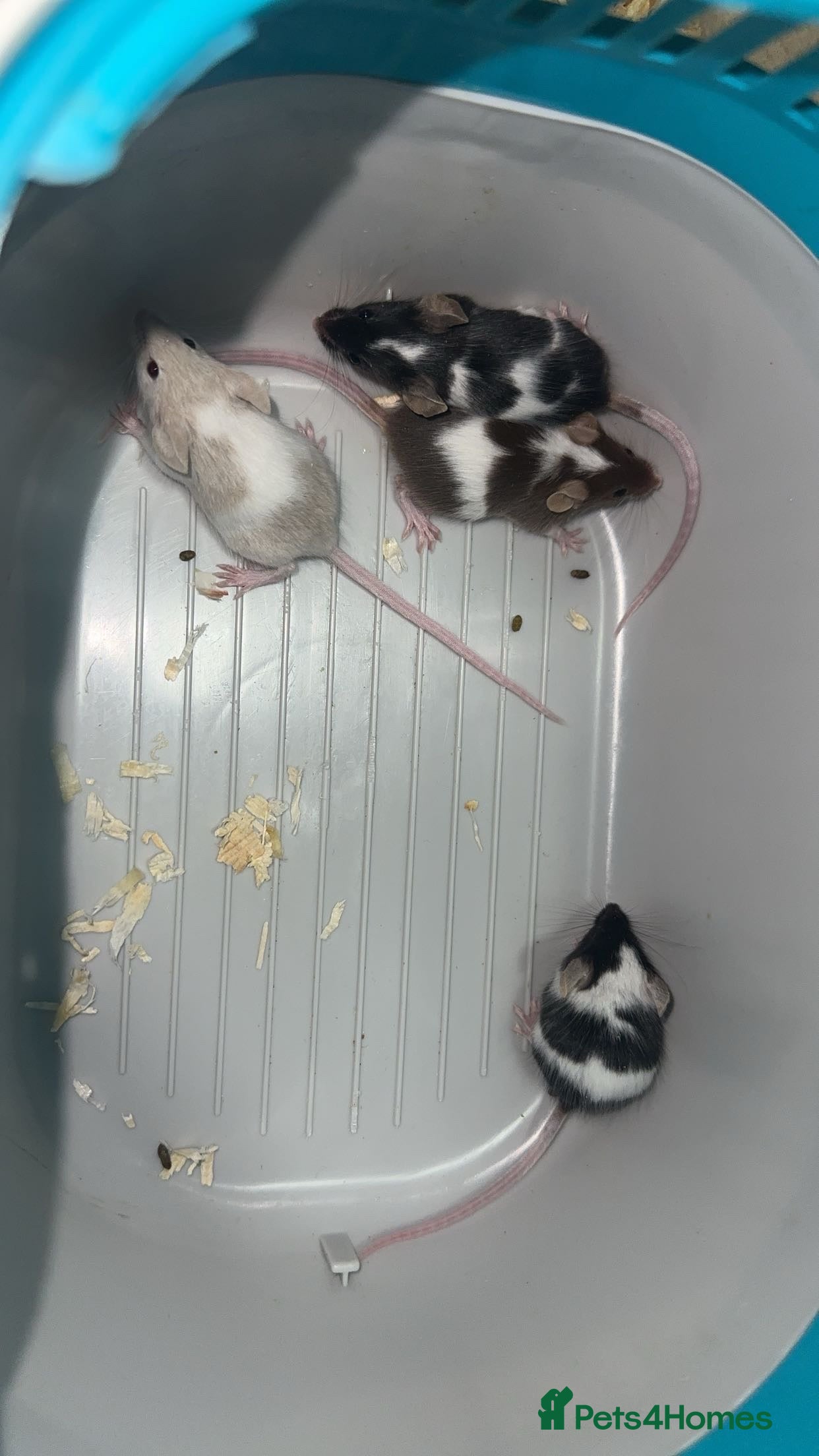 Mouse rodents Fancy mice  - Advert 4