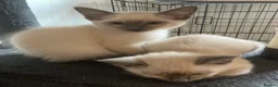 Siamese cats for sale: Ragamise kittens  - Advert 4