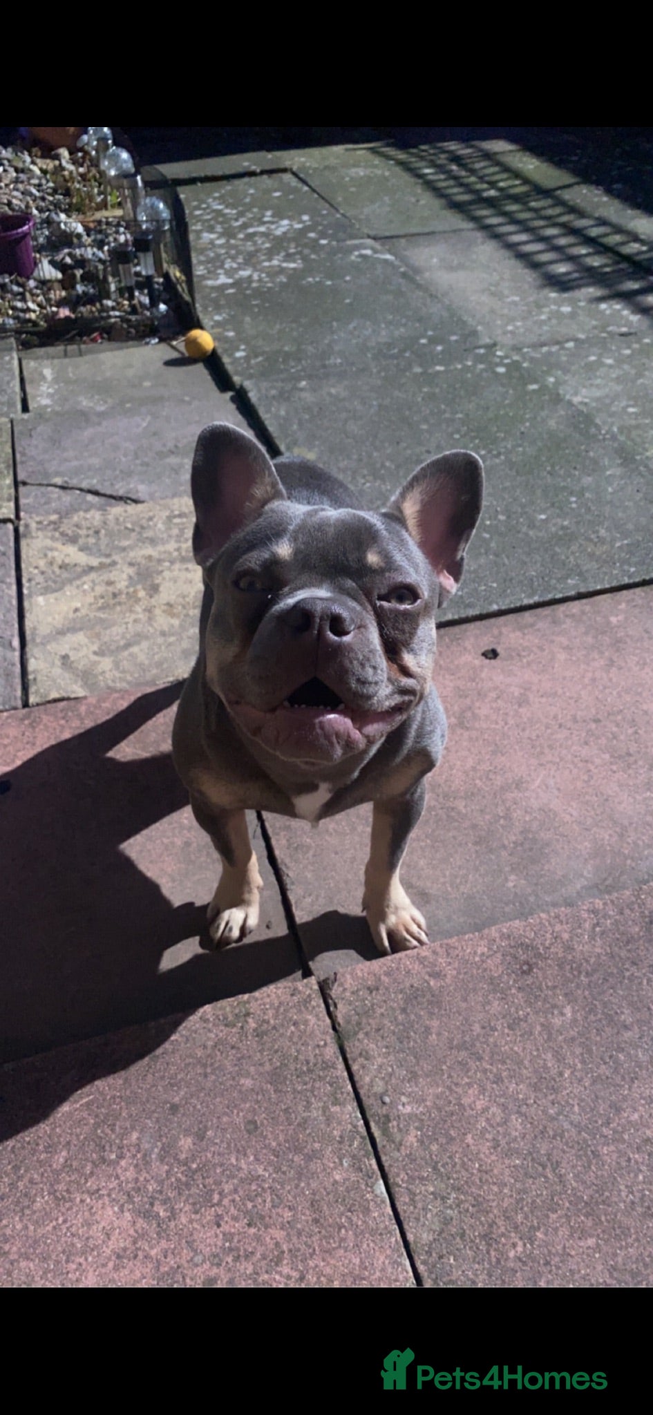 French Bulldog dogs Male French bulldog - Advert 3