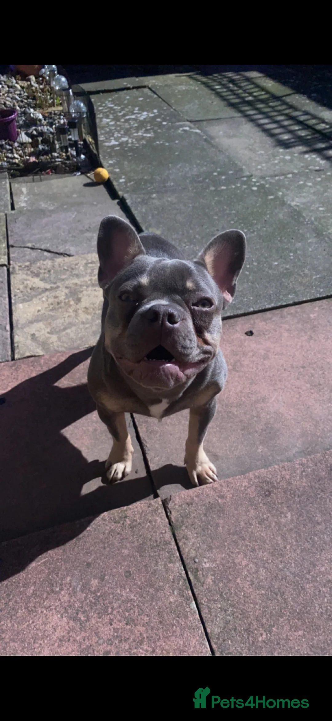 French Bulldog dogs for sale: Male French bulldog in Prenton - Advert 1