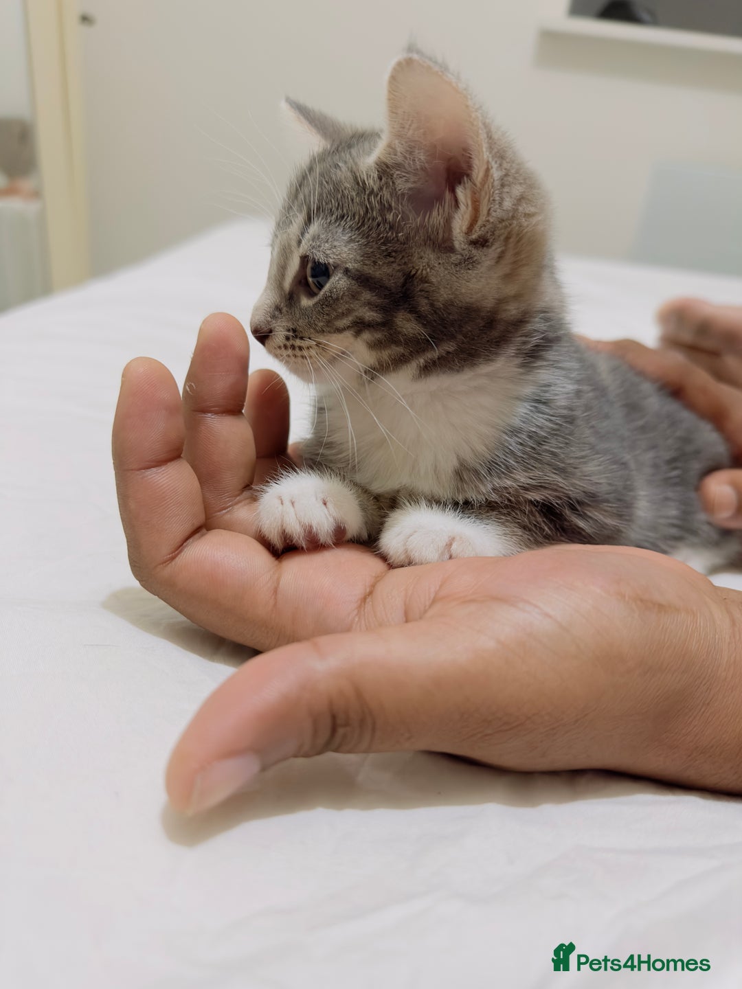 Mixed Breed cats for sale: Kittens ready to go - Image 3