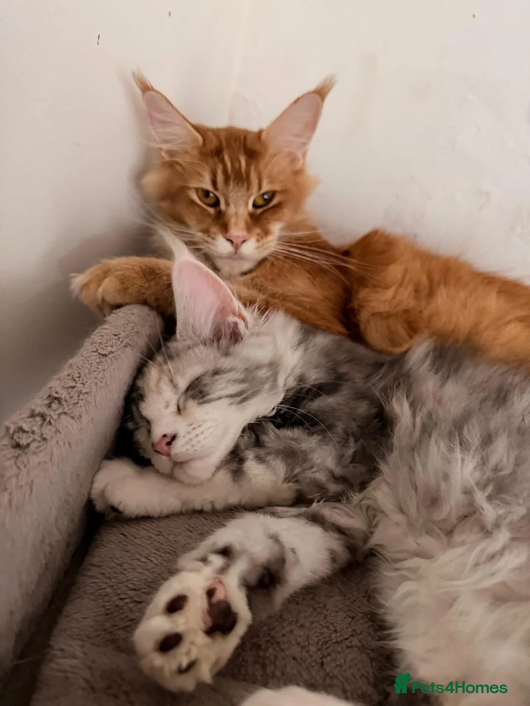 Maine Coon cats for sale: 4 Girls 1 Boy Active / Non Active N/N Tested TICA - Advert 20