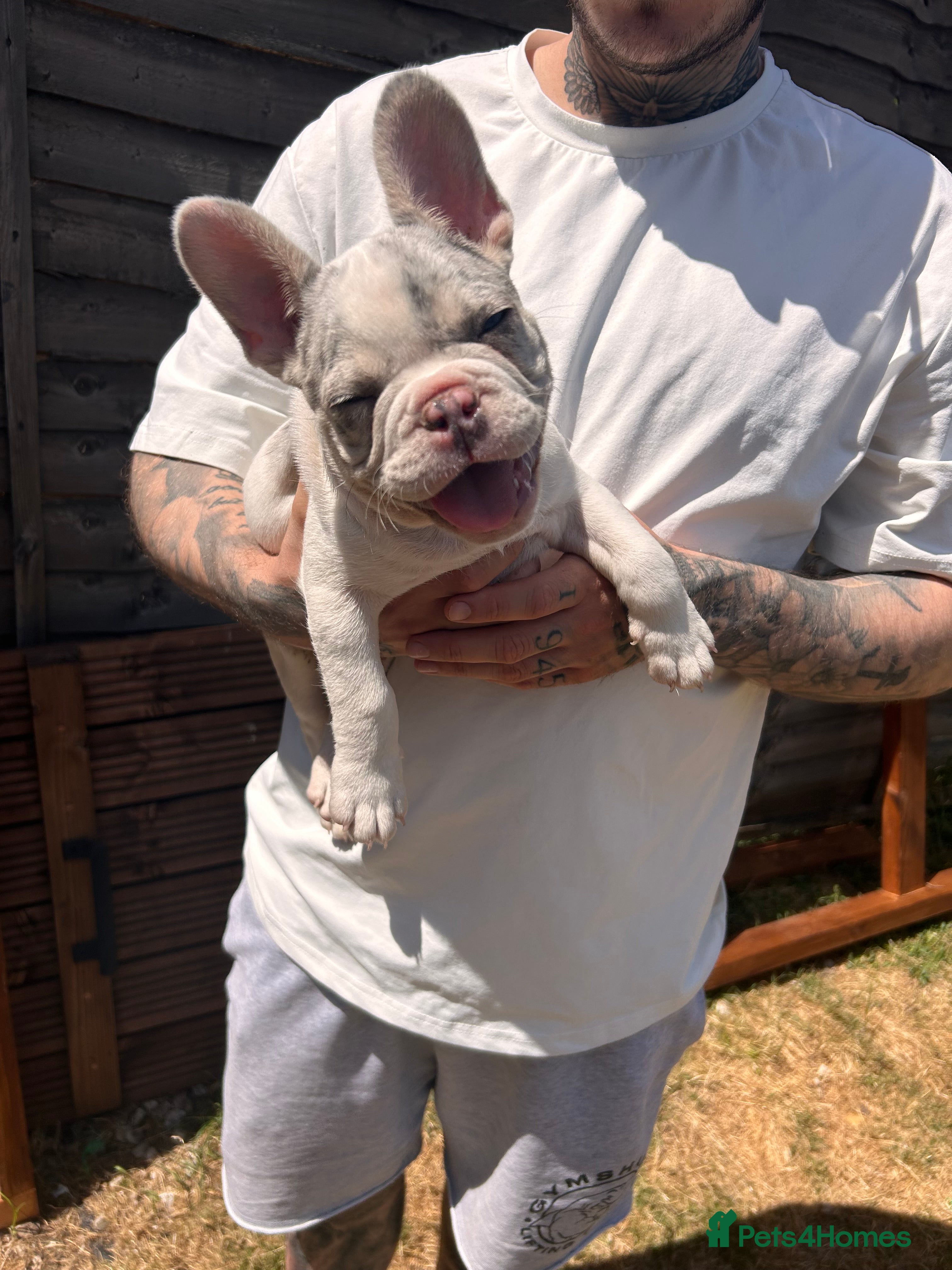 French Bulldog dogs for sale: DWKC French bulldog puppies  - Advert 7