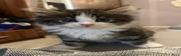 Mixed Breed cats for sale: Kittens for sale  in Birmingham - Advert 11