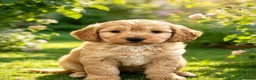 Cockapoo dogs for sale: Beautiful babies  - Advert 6