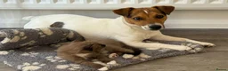 Jack Russell dogs for stud: Jack russell Stud in Salisbury - Advert 2