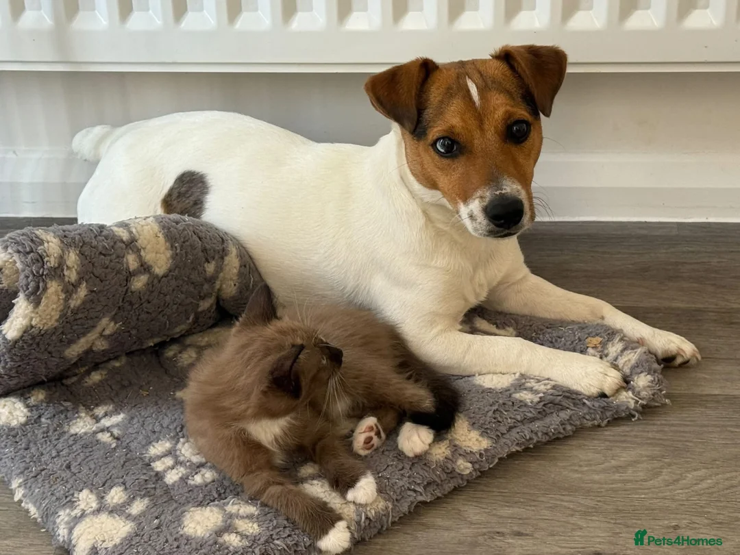 Jack Russell dogs for stud: Jack russell Stud in Salisbury - Advert 2