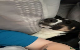 Border Collie dogs for sale: Reggie🩵 - Image 4