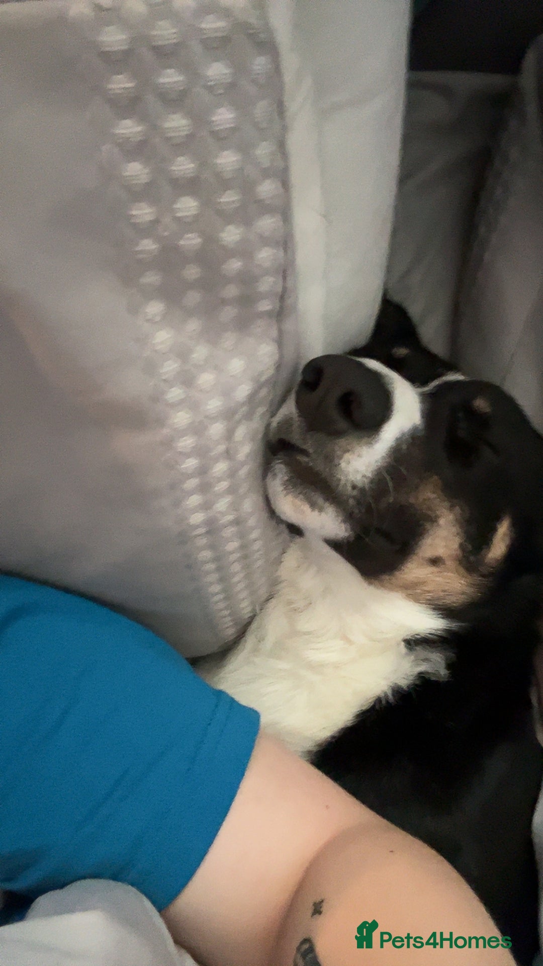 Border Collie dogs for sale: Reggie🩵 - Image 4