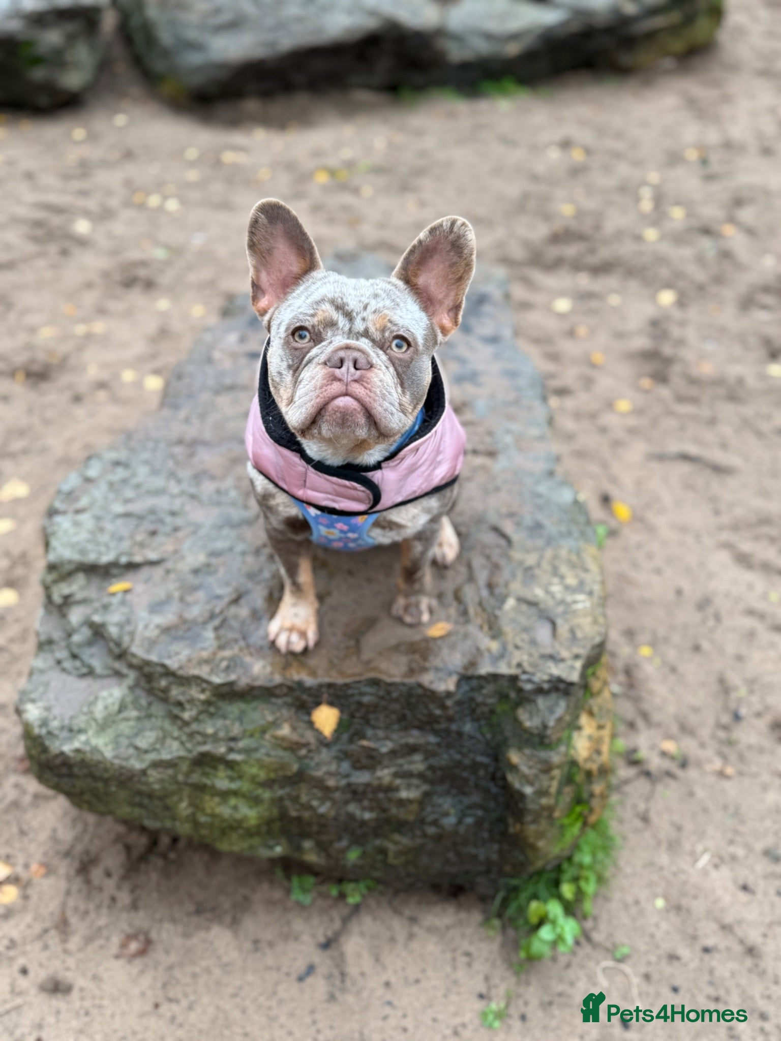 Mixed Breed dogs French x English bulldogs - Advert 13