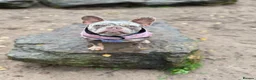 Mixed Breed dogs for sale: French x English bulldogs - Advert 11