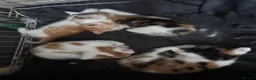 Domestic Shorthair cats for sale: Lovely kittens  - Advert 12