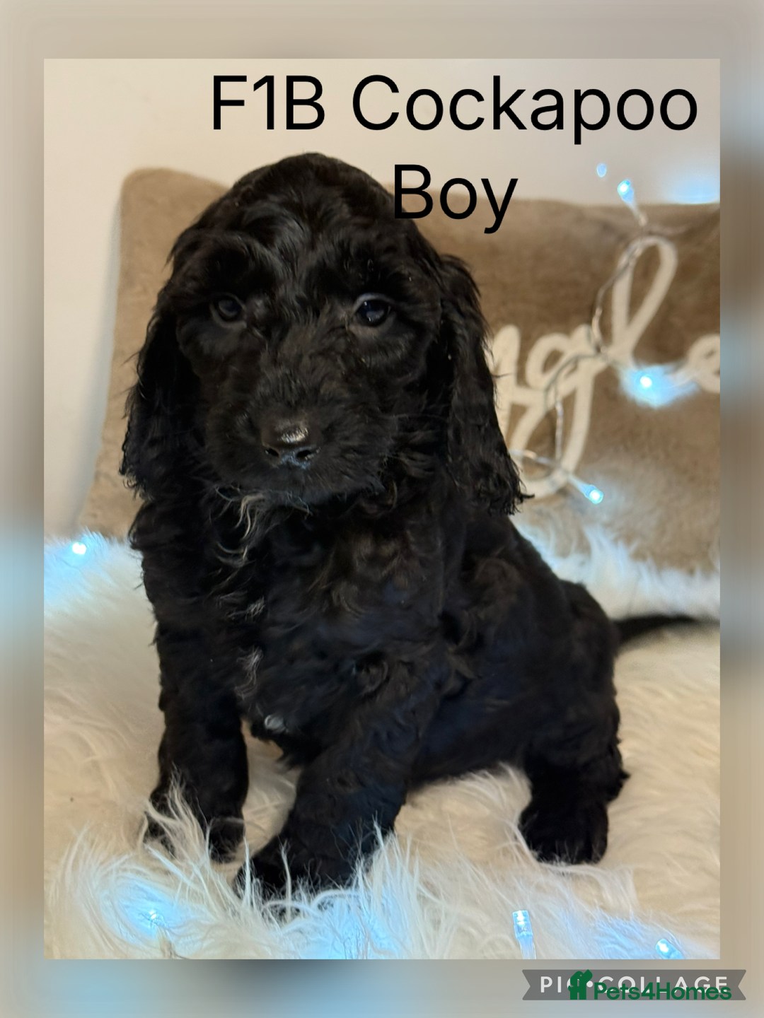 Cockapoo dogs for sale: F1B Cockapoo’s  - Advert 5
