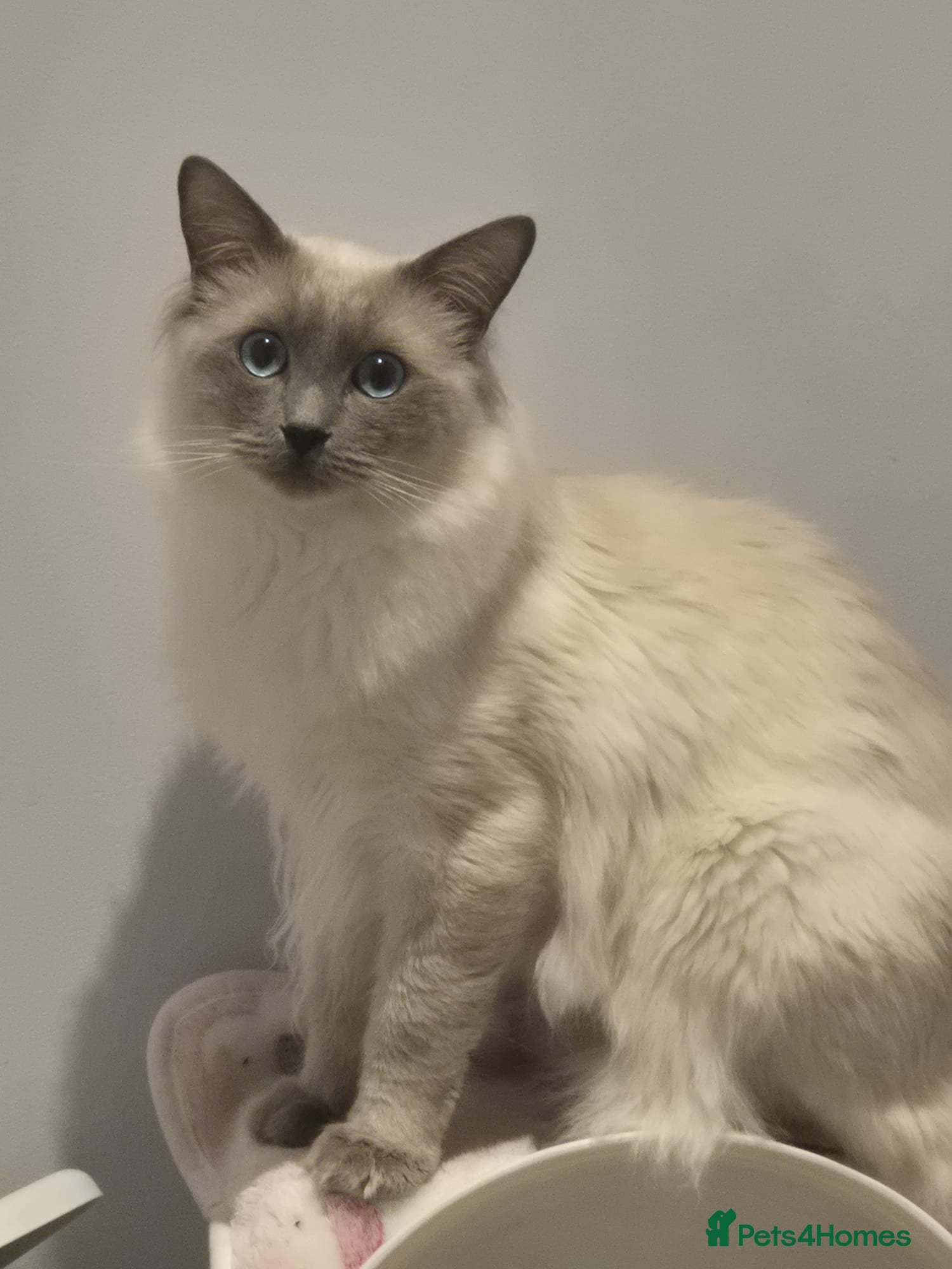Ragdoll cats Stunning Male Ragdoll - Advert 1