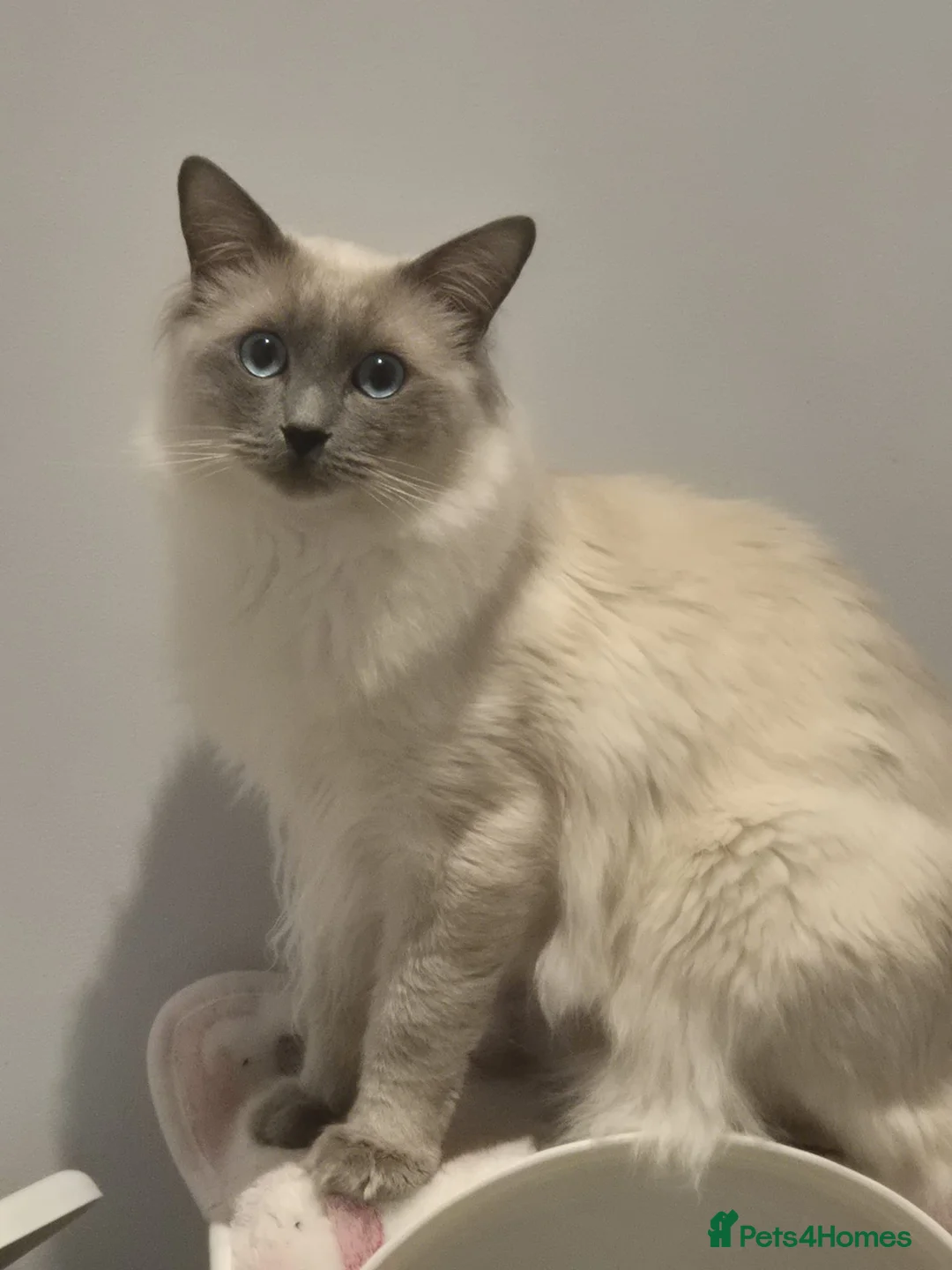 Ragdoll cats for sale: Stunning Male Ragdoll - Advert 1