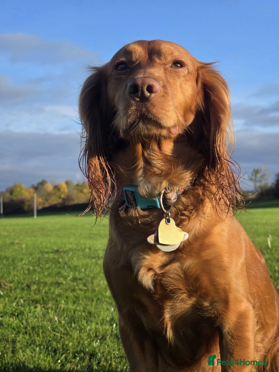 Cocker Spaniel dogs for sale: Stunning KC reg red working cocker pups - Advert 22