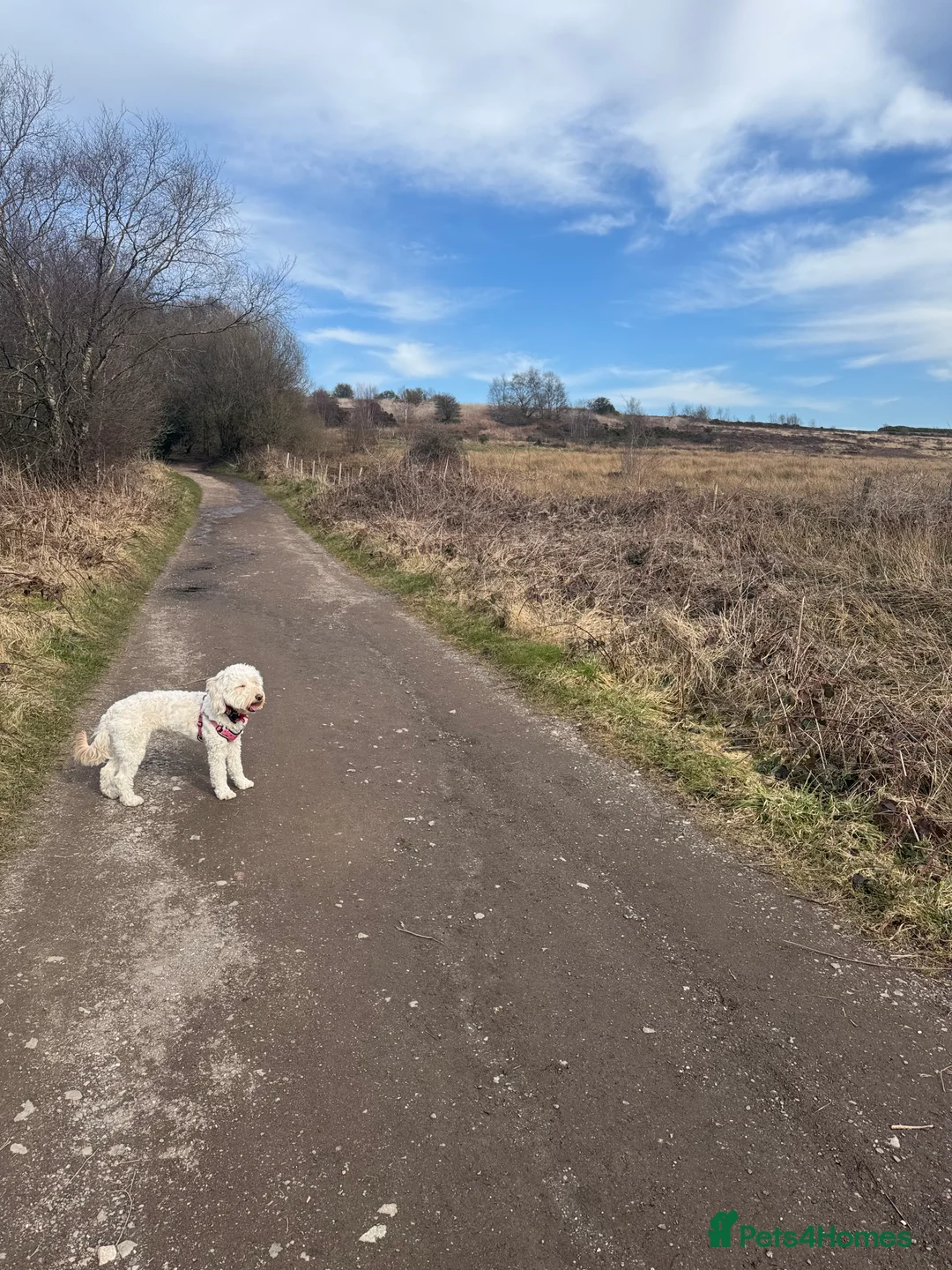 Labradoodle dogs for sale: Miniature F1b Labradoodle for rehoming  - Advert 8