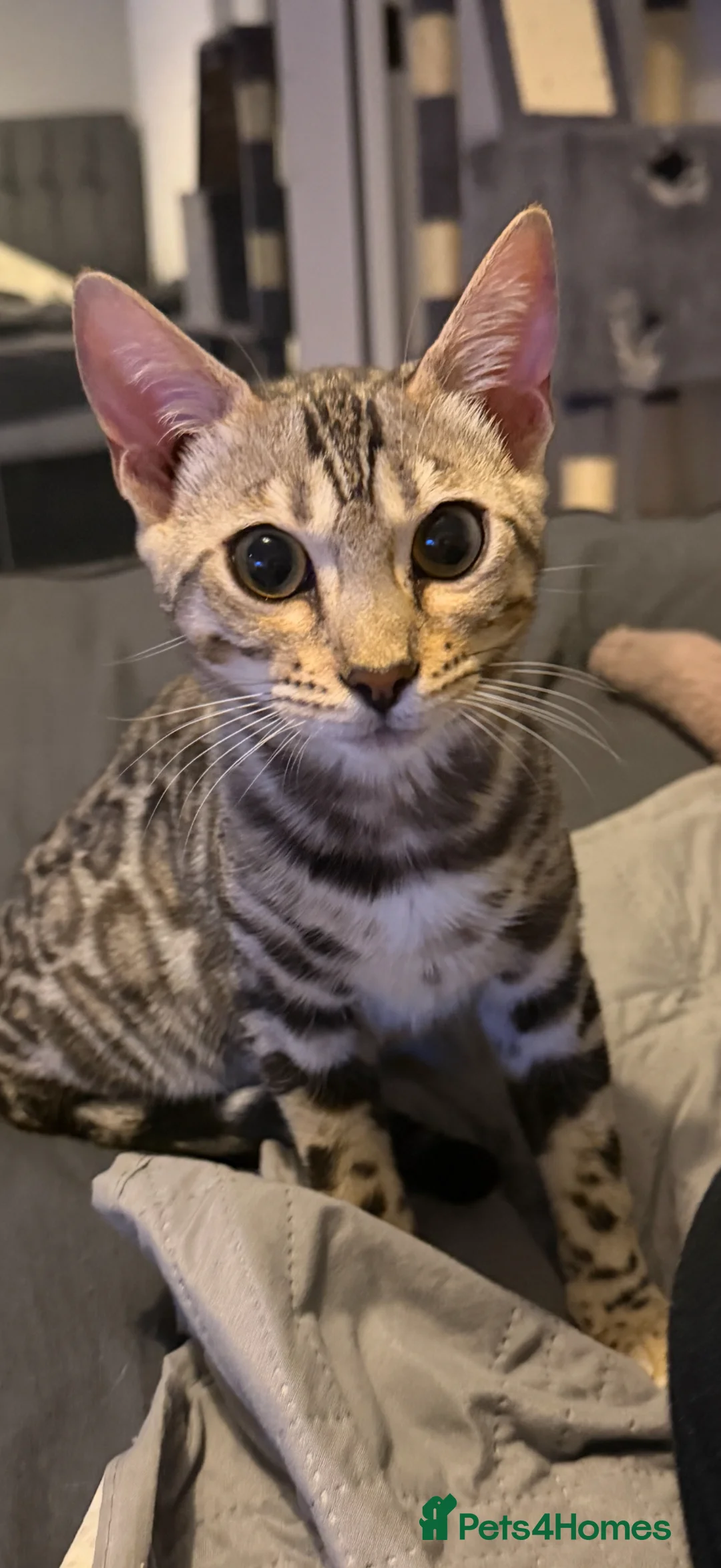 Bengal cats for sale: 9 month silver. Female bengal. - Advert 2