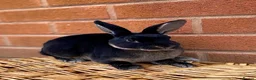 Rex rabbits for sale: 2 mini rex brothers  - Advert 8