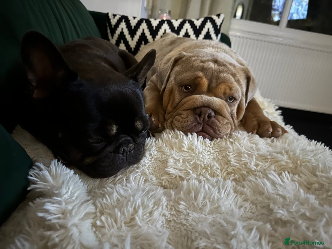 English Bulldog dogs for sale: Stunning Male English Bulldog with Piercing Eyes - Image 6