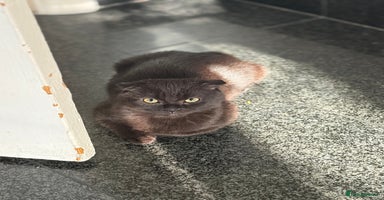 Mixed Breed cats - Advert 4