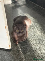 Mixed Breed cats - Advert 5