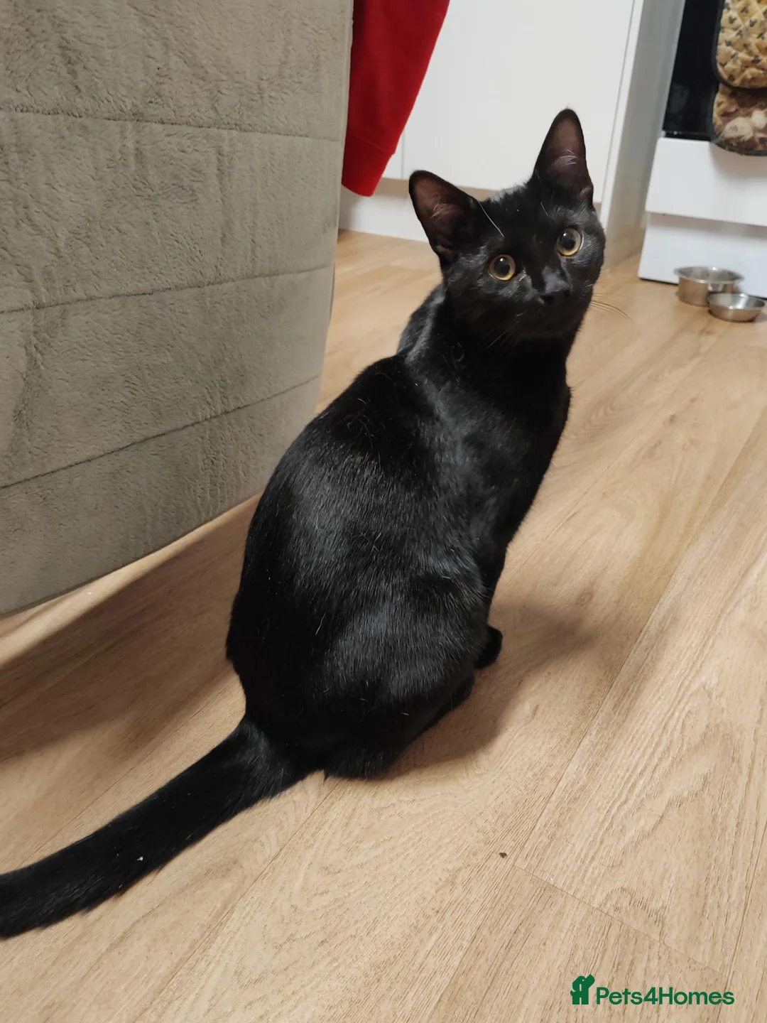 Mixed Breed cats for sale: Male cat - Advert 3
