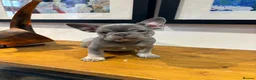 French Bulldog dogs for sale: French bulldog puppies - Advert 1
