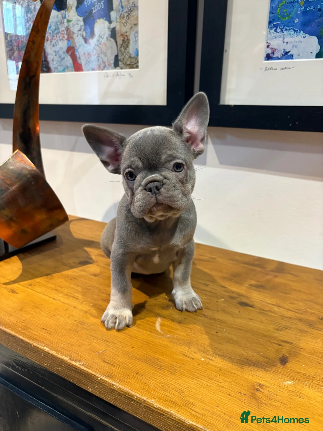 French Bulldog dogs for sale: French bulldog puppies - Advert 1