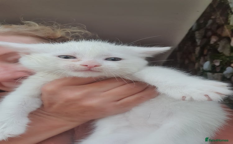 Turkish Angora cats - Advert 1