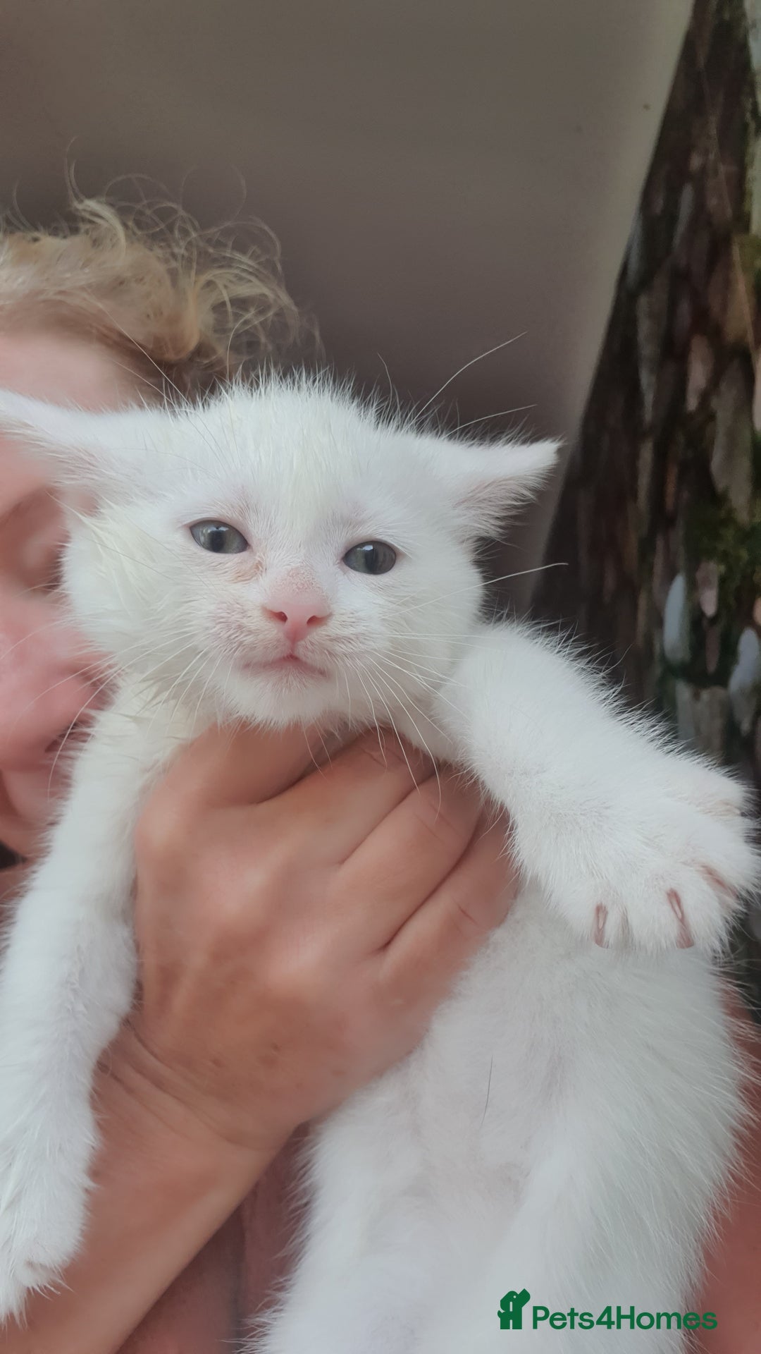 Turkish Angora cats for sale: Short angora with  bengal Toby mum - Image 1