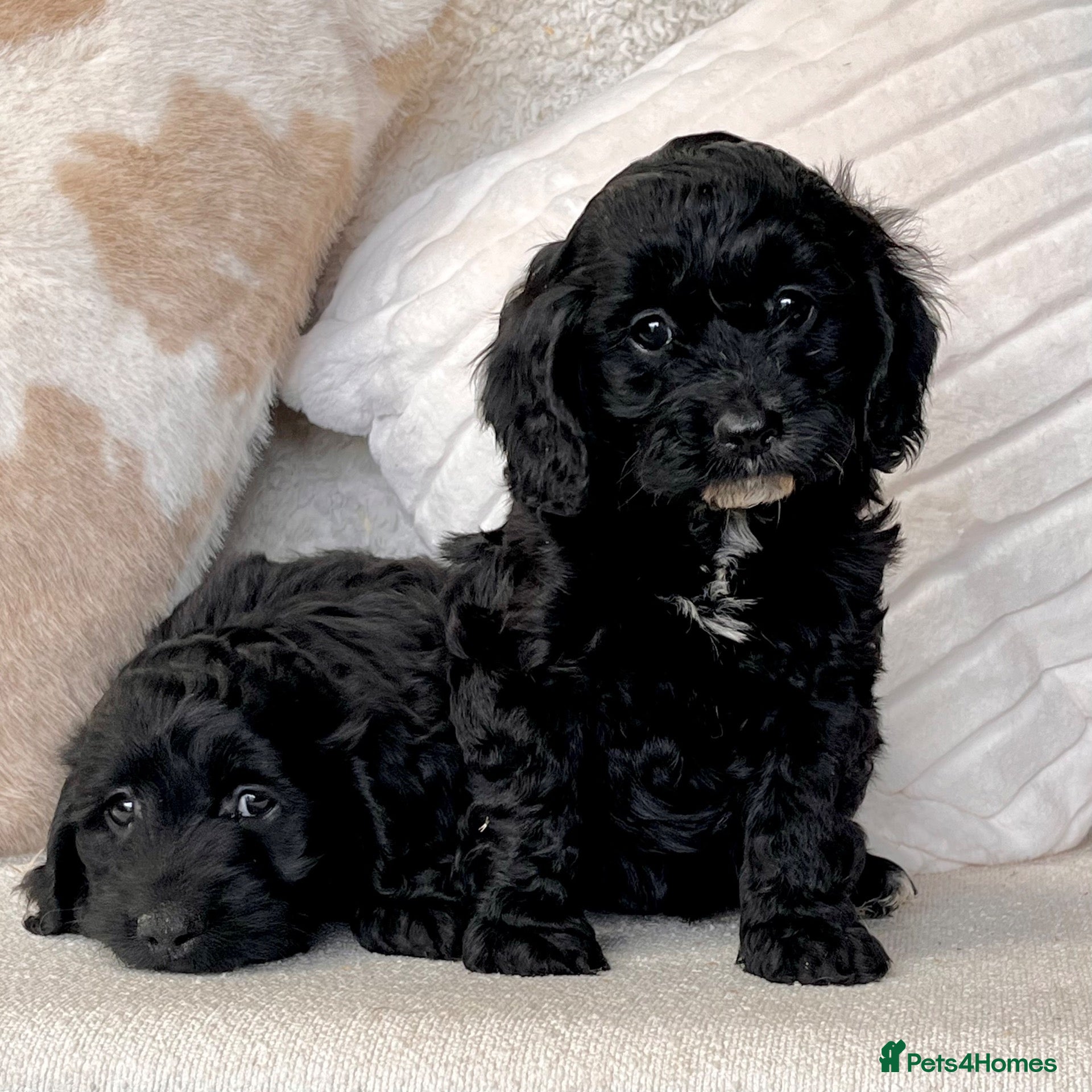 Cockapoo dogs Beautiful Cockapoo puppies  - Advert 1