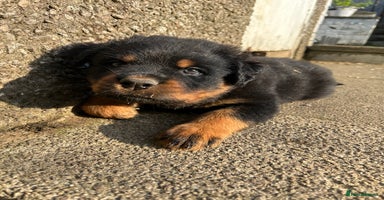 Rottweiler dogs *** Pedigree Rottweilers due 4th dec*** - Advert 2