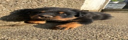 Rottweiler dogs for sale: *** Pedigree Rottweilers due 4th dec*** - Advert 2