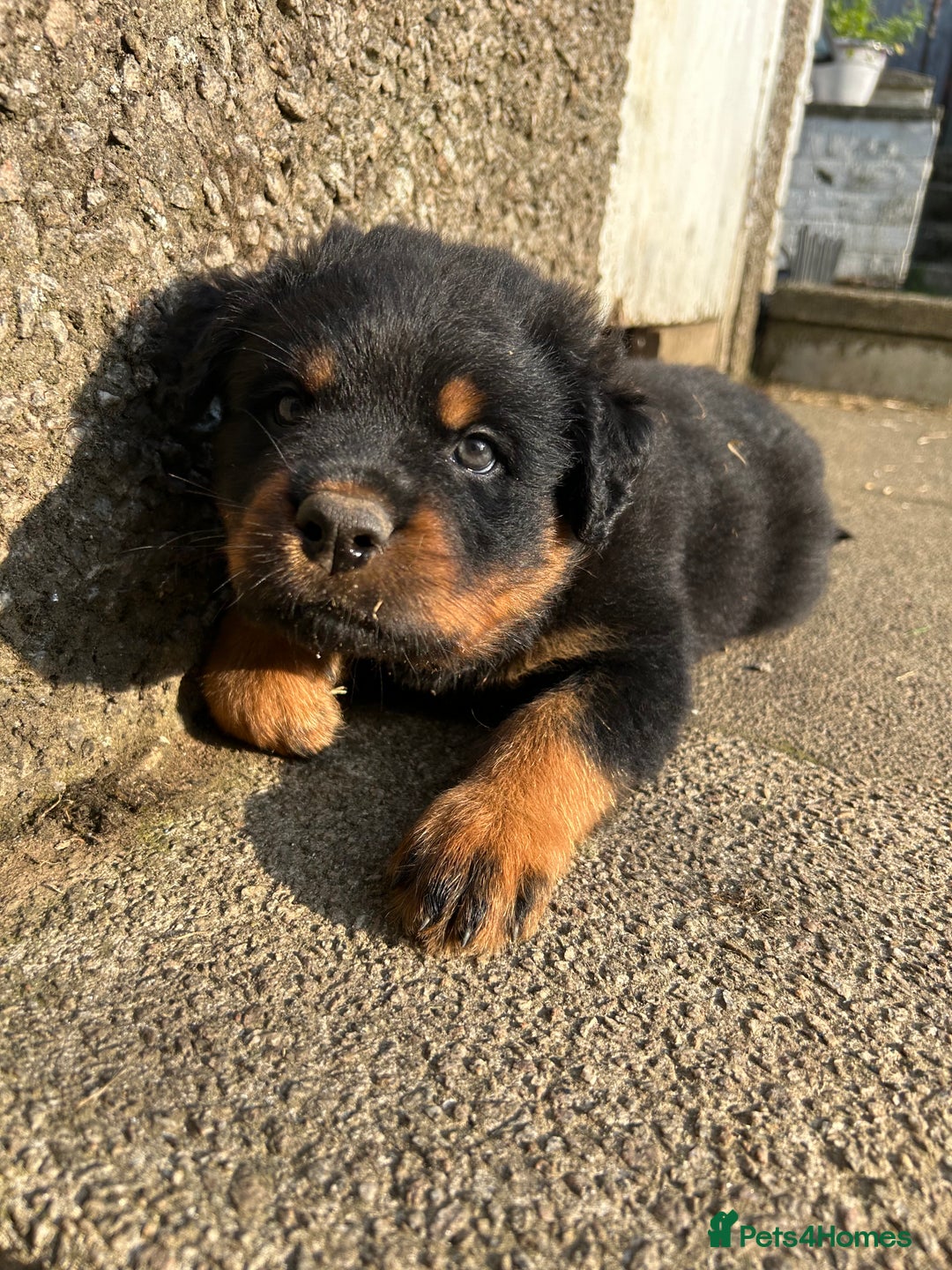 Rottweiler dogs for sale: *** Pedigree Rottweilers due 4th dec*** - Advert 2