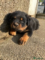 Rottweiler dogs *** Pedigree Rottweilers due 4th dec*** - Advert 8