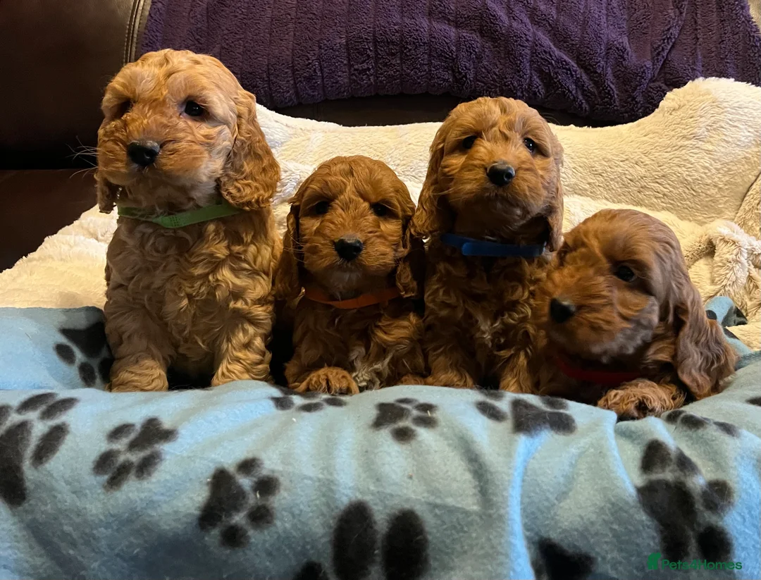 Cockapoo dogs for sale: Stunning cockapoo puppies  - Advert 7
